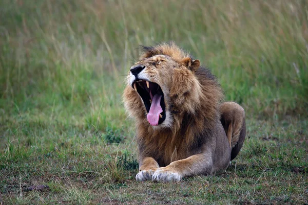Kenya'daki Masai Mara yedekte vurdu yerde yatan esneme aslan — Stok fotoğraf