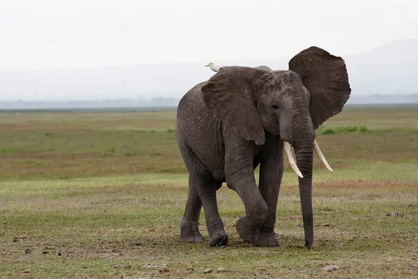 Elefante con un pájaro en la espalda caminando sobre la sabana — Foto de Stock