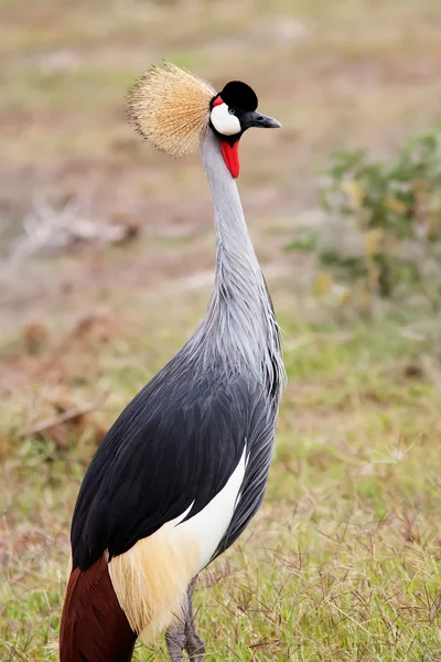 Gekroonde kraan in de Afrikaanse savanne — Stockfoto