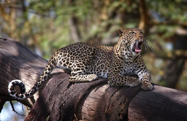 Bocejando leopardo em uma árvore tiro no Quênia — Fotografia de Stock