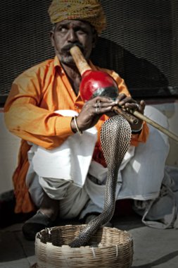 Hint çapkın bir sepet ayakta önünde bir fotoğraf kobra için flüt oynayan Jaipur, Hindistan, Kasım 2009 yılında vurdu.