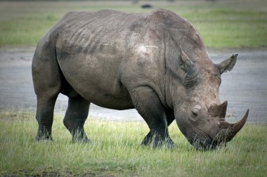 Grazing Rhino around Lake Nakuru in Kenya clipart
