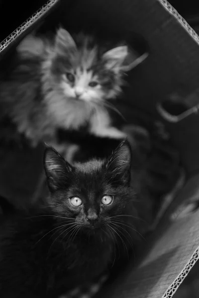 Two sad homeless kittens in a cardboard box — Stock Photo, Image