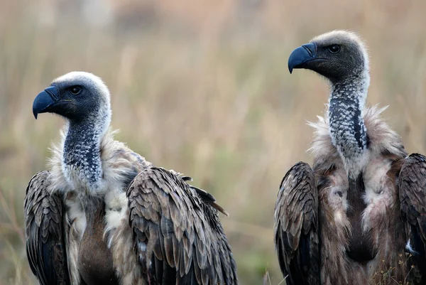 Portret dwóch afrykańskich sępy na sawannie, sfotografowany w rezerwat Masai Mara — Zdjęcie stockowe