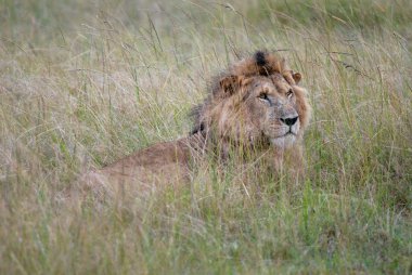 Fotoğraf vahşi aslan Afrika savana, çimenlerde yalan fotoğraflandı Kenya