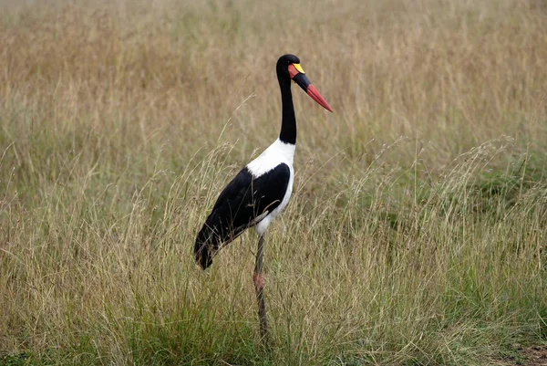 Fotoğraf kırmızı kafa Afrika savana çimenlerde vinç