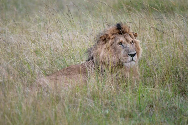 Fotos leão selvagem deitado na grama da savana africana, fotografado no Quênia — Fotografia de Stock