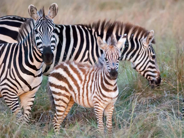 Fotos af zebra med føl græsning på den afrikanske savanne og ser på fotografen - Stock-foto