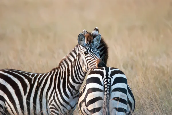 Zebra zdjęcie opierając głowę na przyjaciół z powrotem afrykańskiej sawanny — Zdjęcie stockowe