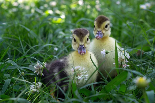 Deux petits canards marchant dans l'herbe — Photo