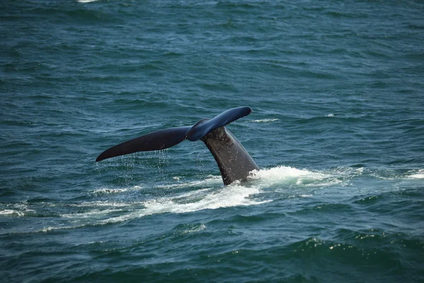 Coda sopra l'acqua immersioni balena franca meridionale, Sud Africa — Foto Stock