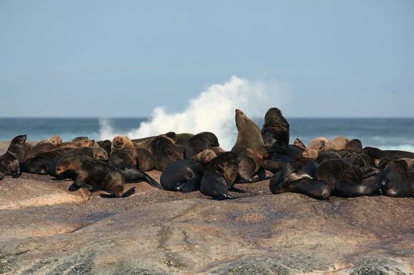 Eiland fur zeehonden uit de kust van Zuid-Afrika — Stockfoto