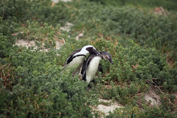 Vrijage de mannelijke en vrouwelijke Afrikaanse pinguïn in het gras, — Stockfoto