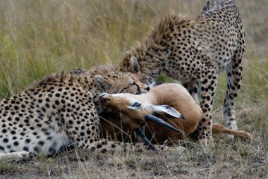  Cheetah ailesi, yakalamak ve Afrika savana bir ceylan yiyor