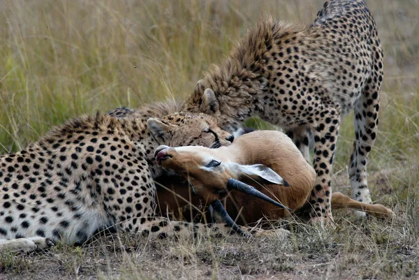 猎豹家庭、 捕捉和吞噬在非洲大草原上的羚羊 — 图库照片