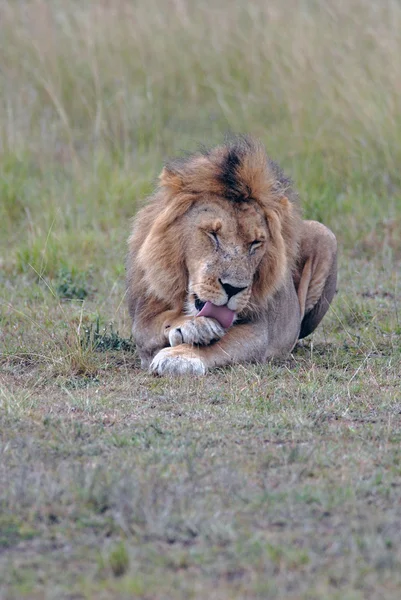 Jovem leão deitado na savana africana e lambendo sua pata — Fotografia de Stock