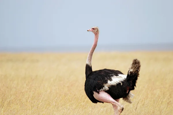 Uzun otların ve mavi gökyüzü arka plan üzerinde Afrika savana devekuşu ayakta