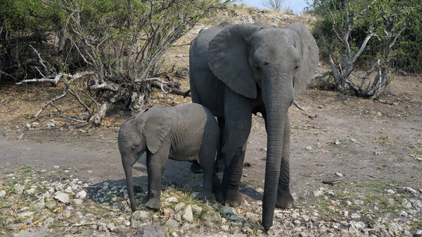 Vaca elefante, bebê elefante escondendo-se dos turistas na savana africana — Fotografia de Stock