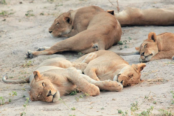 Joven leona descansando y durmiendo en la sabana africana —  Fotos de Stock