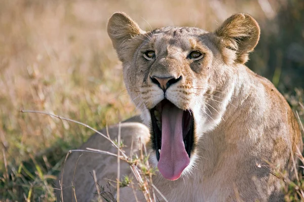 Retrato de una leona con la boca abierta y la lengua sobresaliendo acostada en la sabana africana —  Fotos de Stock