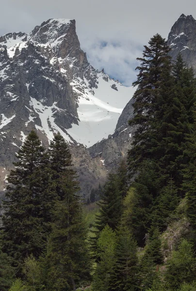 Vue sur les montagnes enneigées à travers la haute pinède — Photo