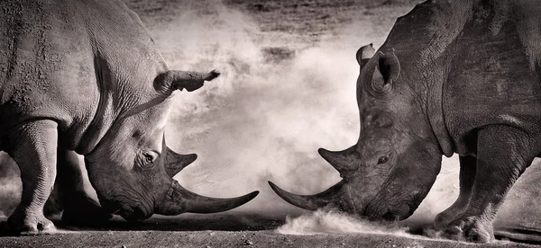 Mücadele, Afrika Savannah'ın üzerinde Gölü Nakuru içinde iki beyaz rhino arasında bir çatışma — Stok fotoğraf