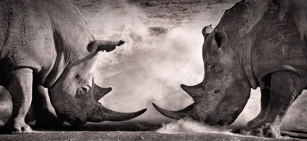 mücadele, Afrika Savannah'ın üzerinde Gölü Nakuru içinde iki beyaz rhino arasında bir çatışma