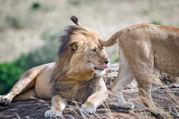 Leão na savana, olhando para uma leoa passageira e torna favores furar sua língua — Fotografia de Stock