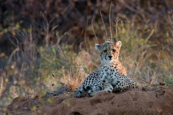 Cheetah baby at sunset lying on the African savannah, looking sadly into the distance — Stock Photo, Image