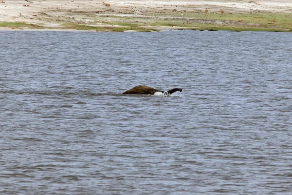 Elefante macho flutuando através do rio com um tronco levantado, Chobe Reserve — Fotografia de Stock