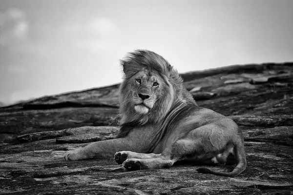 Mächtiger Und Schöner Löwe Der Der Afrikanischen Savanne Ruht Schwarz Stockfoto
