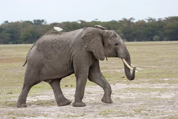 Elefante macho adulto caminhando na savana africana com pássaro branco nas costas — Fotografia de Stock