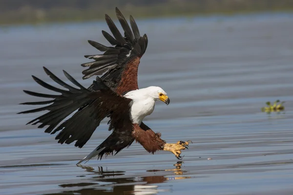 Fischadler greift Beute im letzten Moment an — Stockfoto