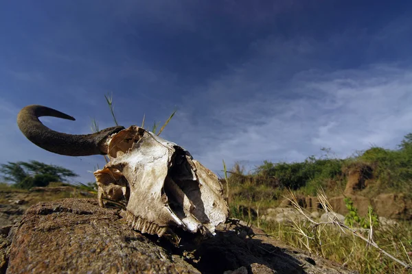 arka plan gökyüzü ve Amerikan savana kafatasında wildebeest