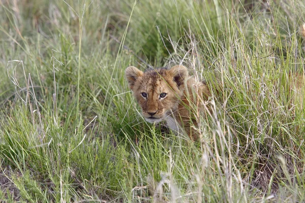 Pequeno filhote de leão escondido na grama da savana africana — Fotografia de Stock