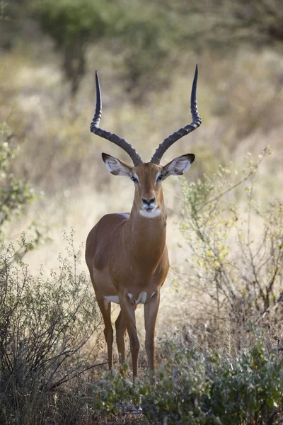 Antílope impala de pie en la sabana africana — Foto de Stock