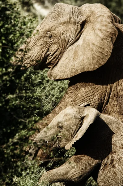 Elefante hembra con elefante bebé en la sabana africana —  Fotos de Stock