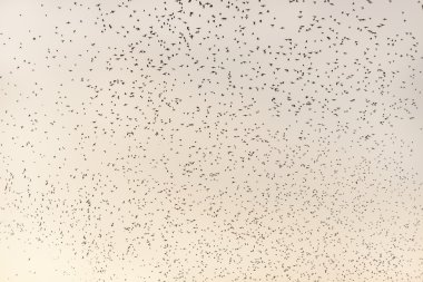 Kırlangıçlar Ara Pacis çevresinde