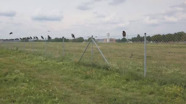 Sok varjú ül egy kerítésen Tempelhofer Feld-ben Berlinben — Stock videók