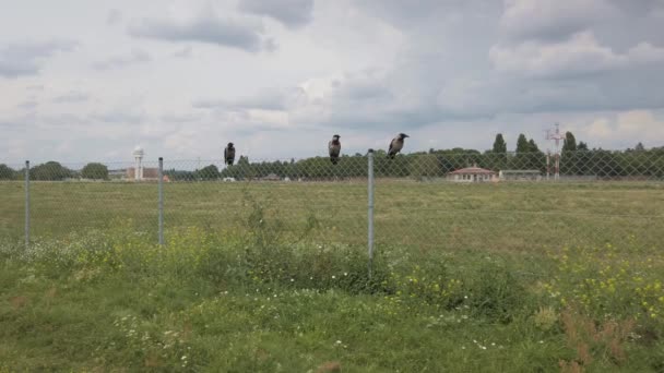 Varjak üldögélnek egy kerítésen Tempelhofer Feldben Berlinben, Németországban — Stock videók