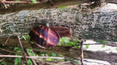 Çizgili kabuklu güzel bir salyangoz bulanık yeşil ormanın arka planında bir ağacın gövdesine tırmanıyor. Manzarayı kapat. Dikey video. Vahşi yaşam konsepti.