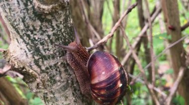 Kahverengi çizgili kabuklu güzel bir salyangoz bulanık yeşil ormanın arka planında bir ağacın dalına tırmanıyor. Manzarayı kapat. Vahşi yaşam konsepti.