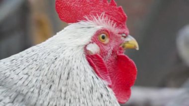 Kırmızı kafalı, sarı gözlü, metal bir çitin arkasındaki kameraya bakan beyaz bir sikin yüz portresini kapat. Bulanık gri arka planda, köydeki bir kuş ya da hayvan çiftliğinde tavuk. Açık hava..