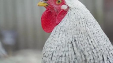 Yetişkin, yerli, güzel, siyah beyaz, kızıl kafalı bir horoz kameraya dikkatlice bakar. Gri arka planda gürültülü bir şekilde öter. Dış görünüş, dış görünüş. Kümes hayvanları çiftçiliği kavramı.