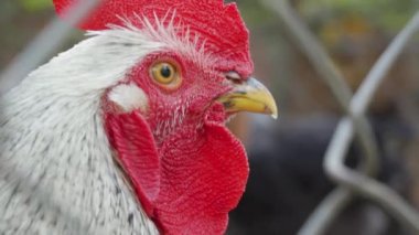 Sarı gözlü, kırmızı taraklı, beyaz tüylü büyük güzel sikin yakın plan portresi. Kendine güvenen horoz, kameraya metal tel örgü çitinden dikkatlice bakıyor. Tavuk çiftliği ya da kuş çiftliği