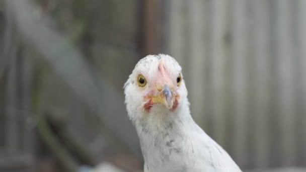 Beyaz Tüylü Büyük Bir Tavuk Bulanık Gri Arka Planda Kamera — Stok video