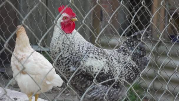 国内美丽的白色和黑色公鸡与红色的梳子 米色母鸡站在鸡舍后面的围栏在封闭的地区 俄罗斯的养鸡场在村里 家禽养殖的概念 — 图库视频影像
