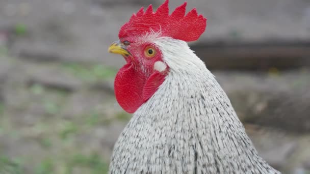 Gyönyörű Nagy Farok Szürke Tollakkal Sárga Csőr Kamerába Néz Homályos — Stock videók