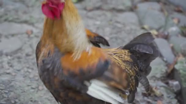 Grande Domestico Sicuro Cazzo Marrone Nero Con Testa Rossa Piedi — Video Stock