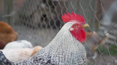 Kızıl saçlı ve taraklı büyük gri horoz diğer tavukların arka planındaki kuş çiftliğindeki ağıldaki metal tel örgülere bakıyor. Köyde kümes hayvanı yetiştiriciliği. Manzarayı kapat. Açık hava..